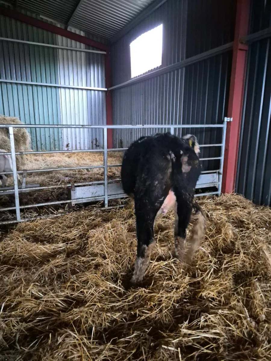 Hereford incalf,and calved  heifers - Image 2