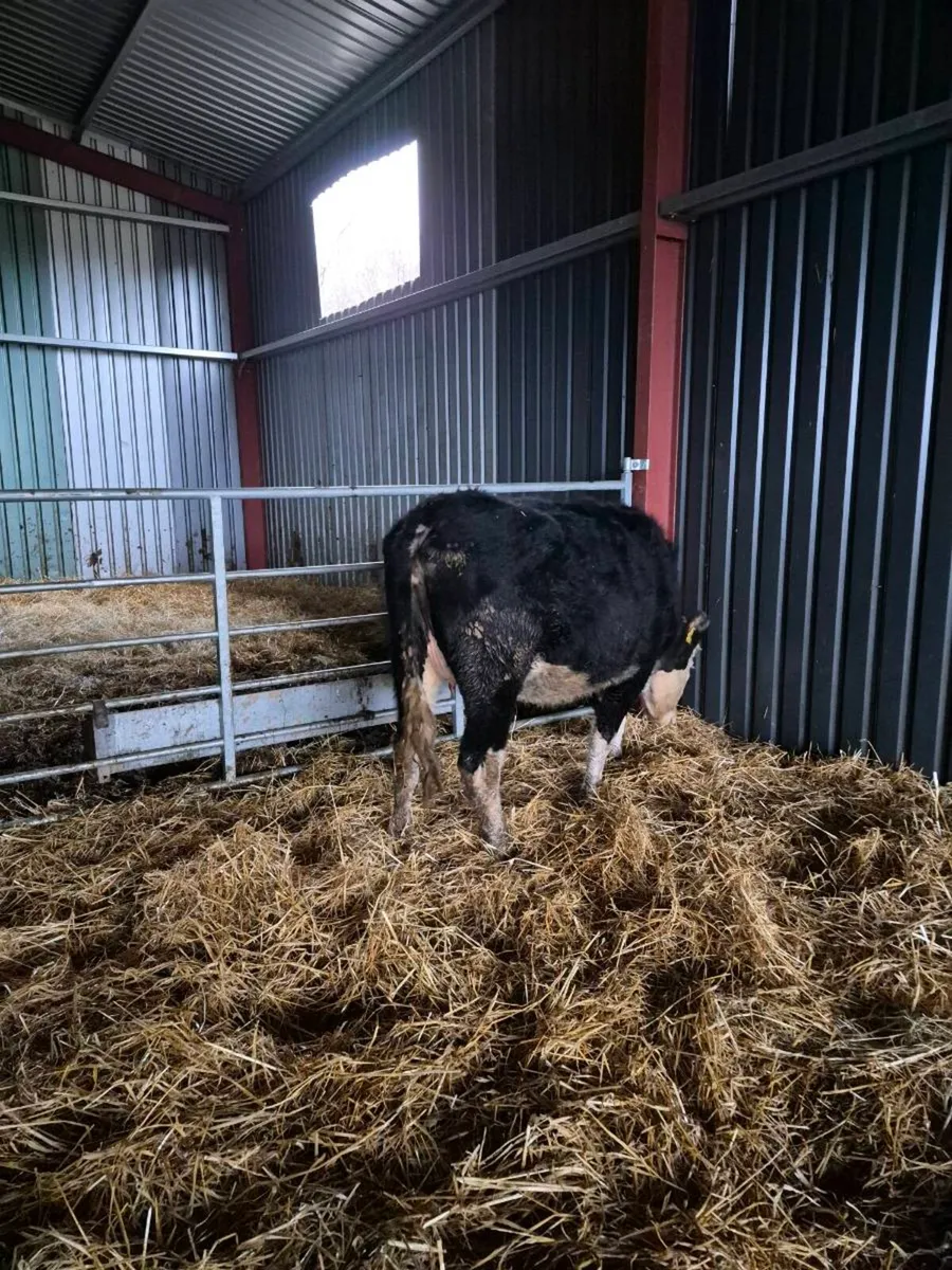 Hereford incalf,and calved  heifers - Image 3