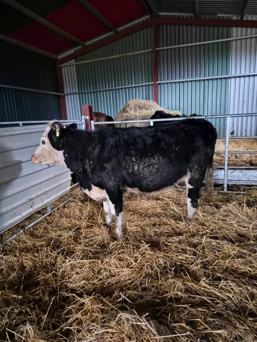 Hereford incalf,and calved  heifers - Image 4