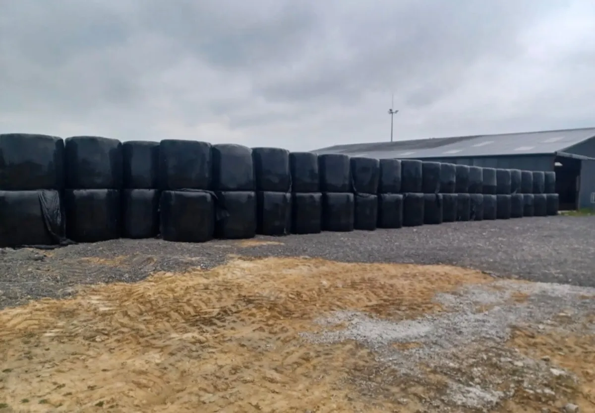 Quality dry silage - Image 3