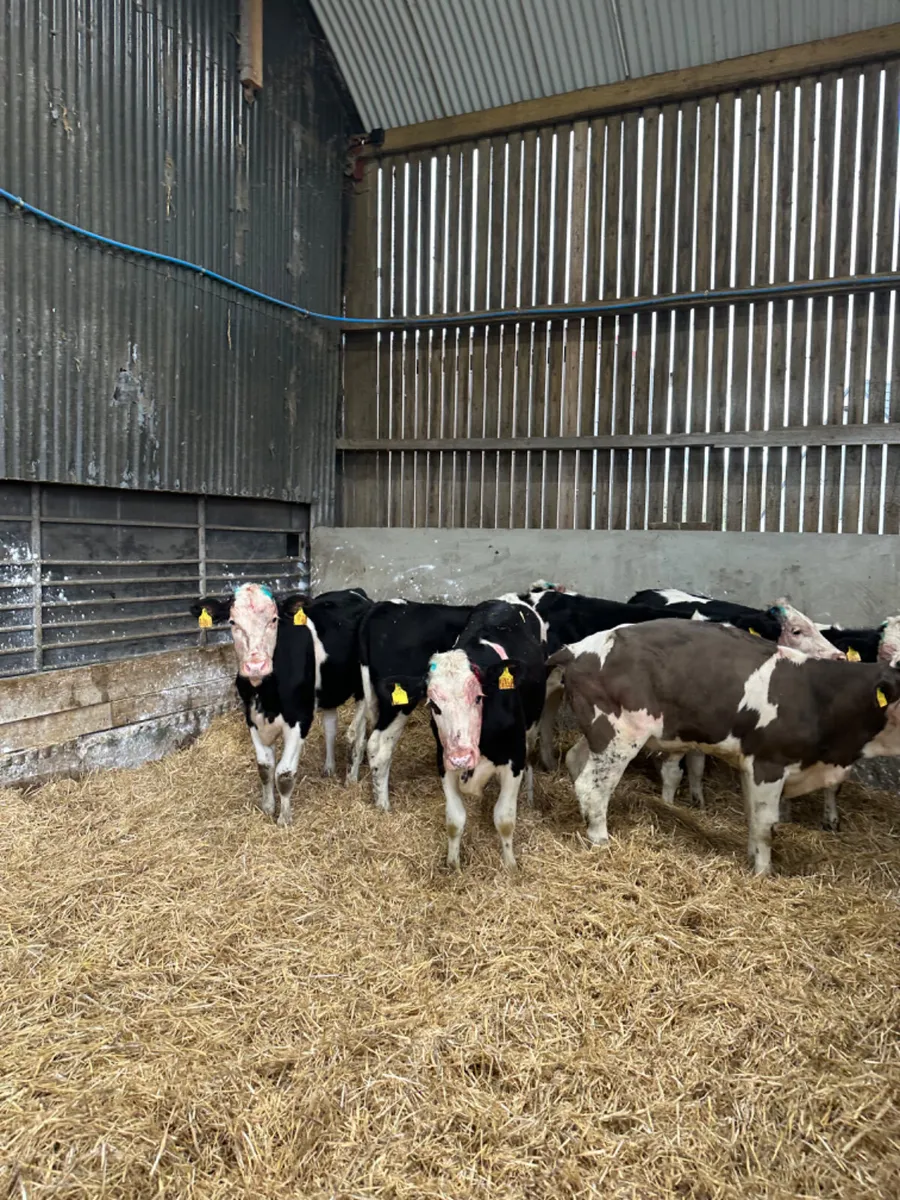 Fkv heifers - Image 2