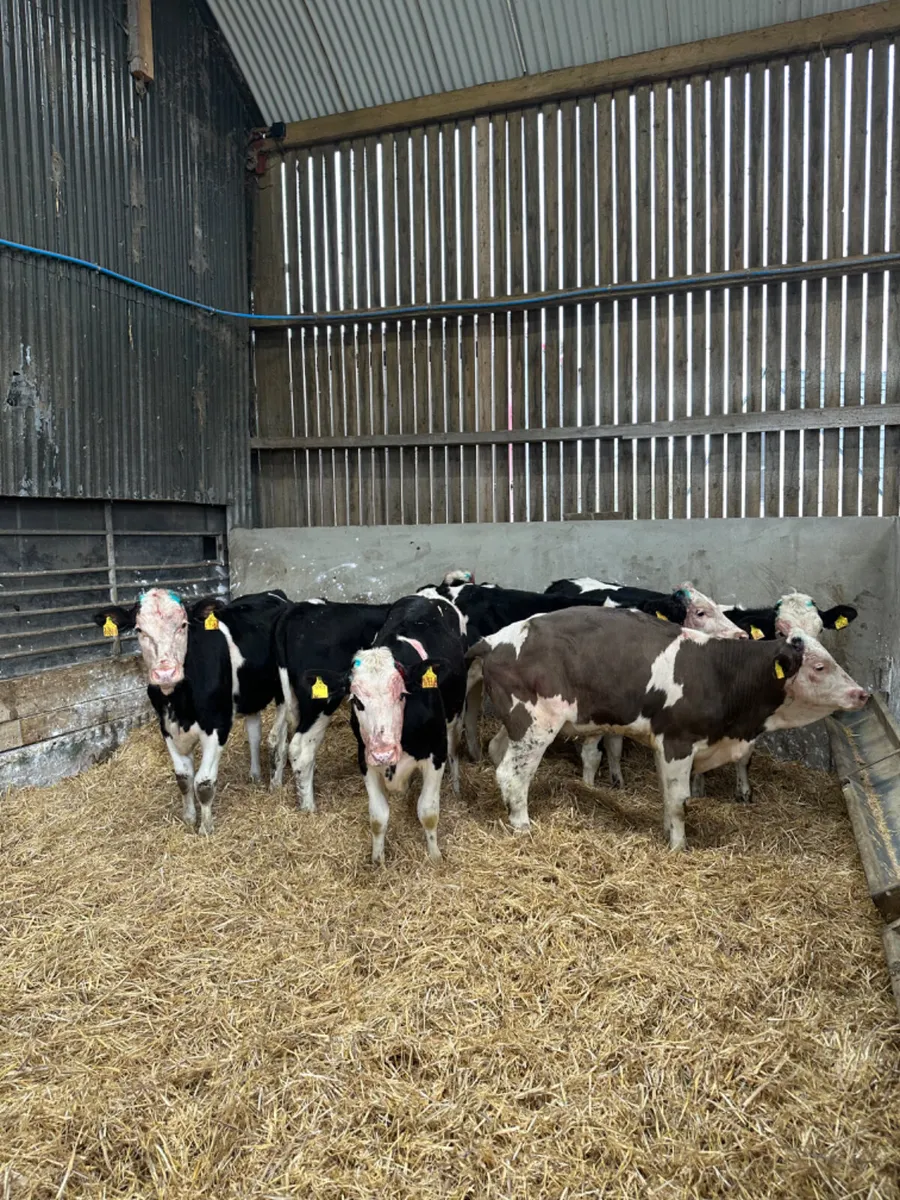 Fkv heifers - Image 3