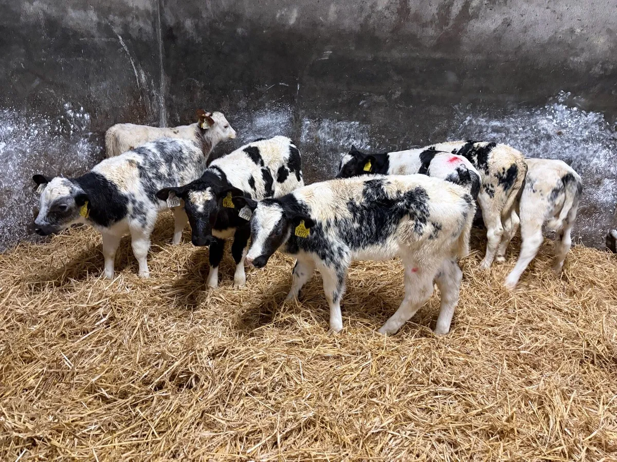 6 super Roan Belgian Blue heifer calf’s for sale - Image 3