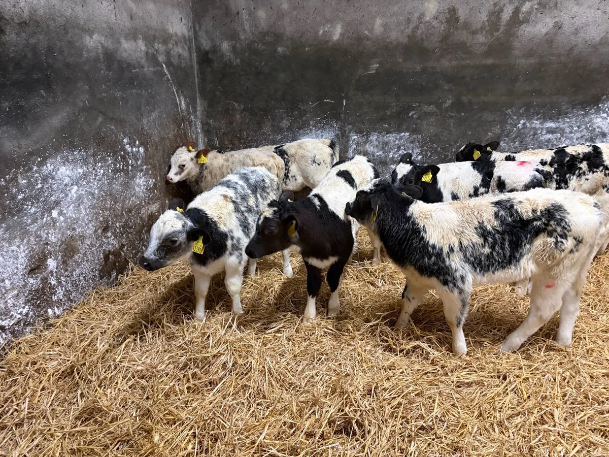 6 super Roan Belgian Blue heifer calf’s for sale - Image 2