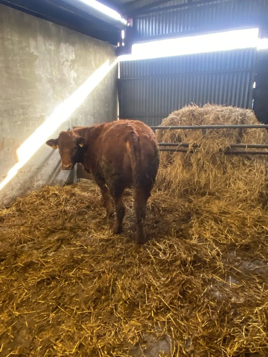 Quality heifer - Image 2