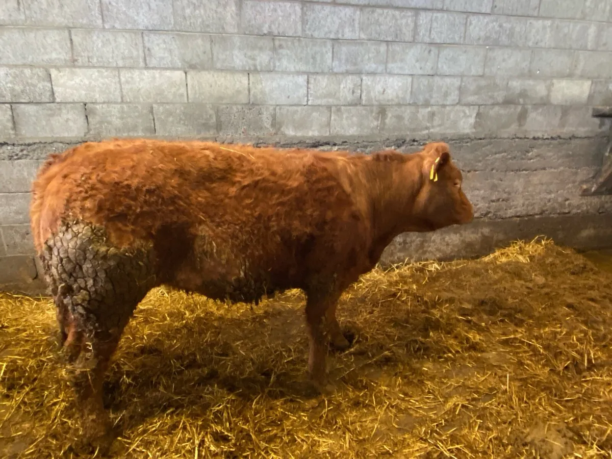 Quality heifer - Image 3