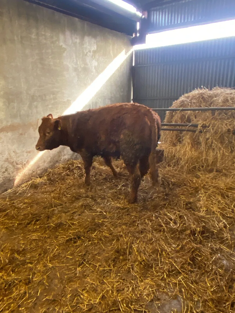 Quality heifer - Image 4