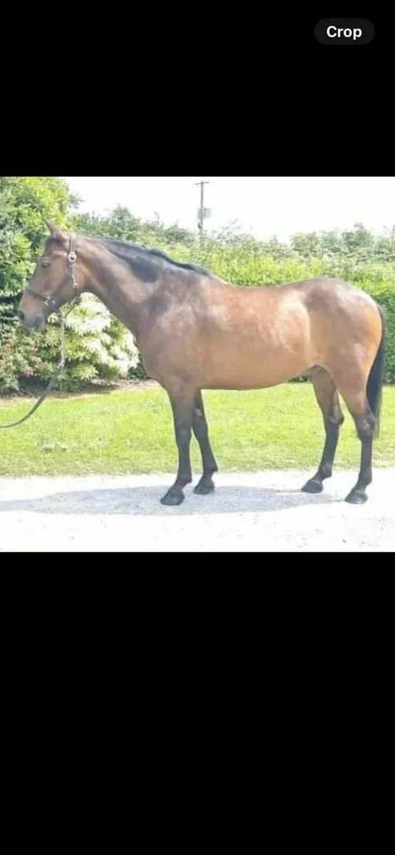 Riding horses - Image 1