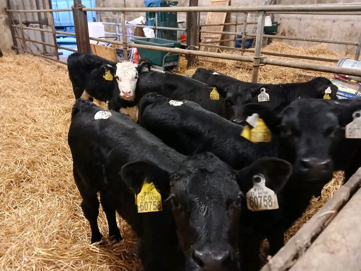 9 Strong Bull Calves - Image 1