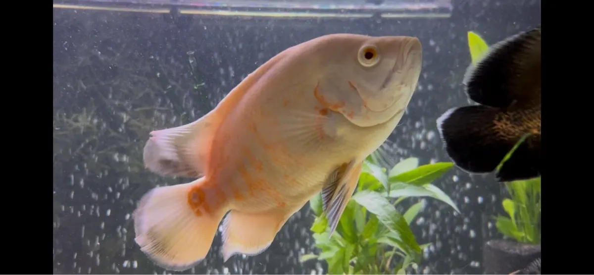 Oscar & silver dollar - Image 1