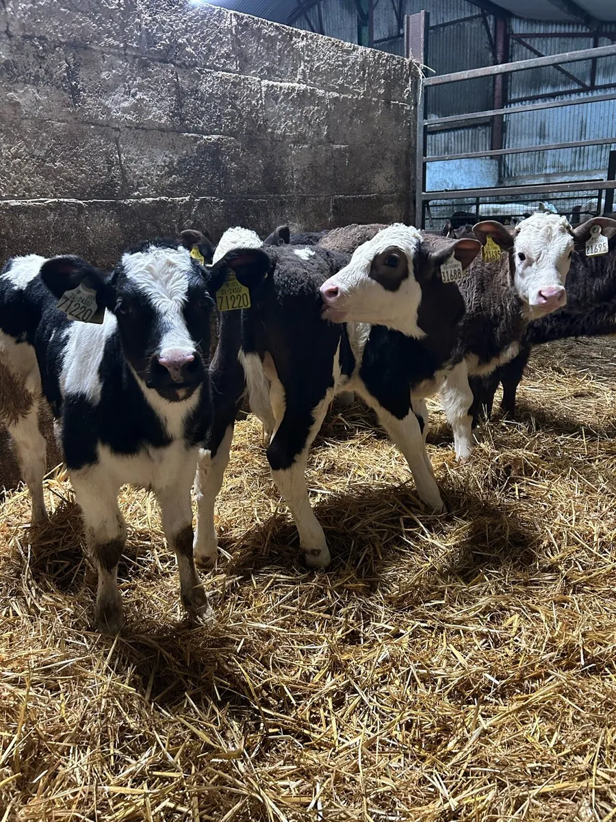Super coloured heifer calves - Image 1