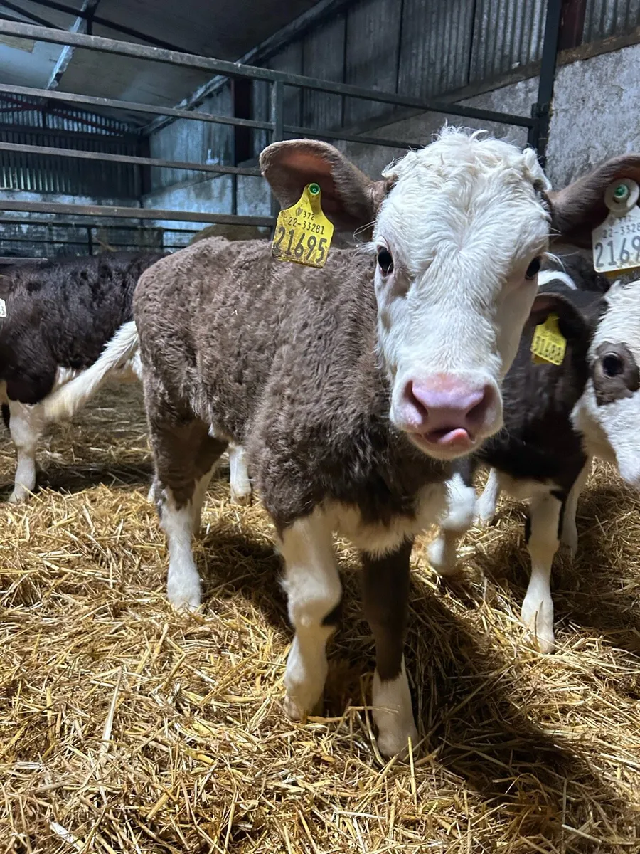Super coloured heifer calves - Image 2