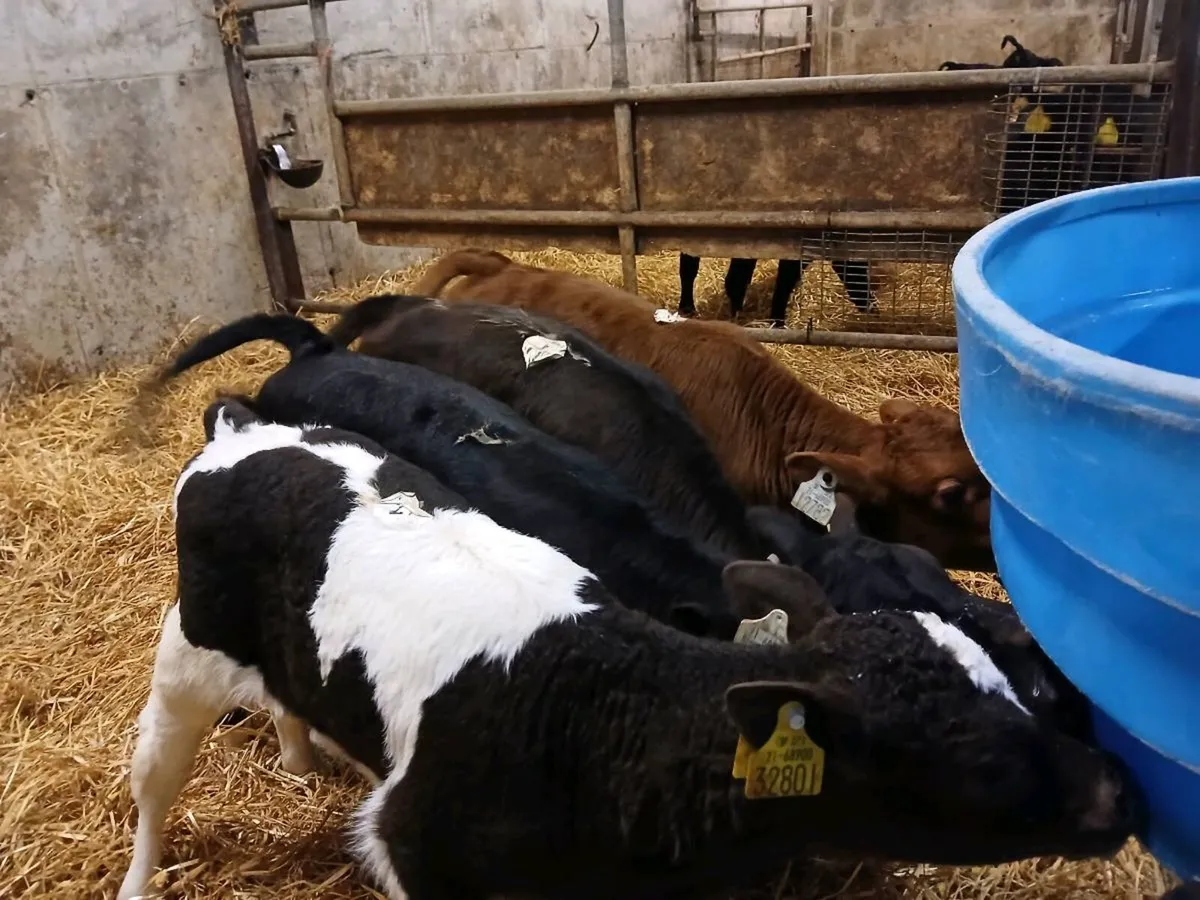 4 Lovely Heifer Calves - Image 1