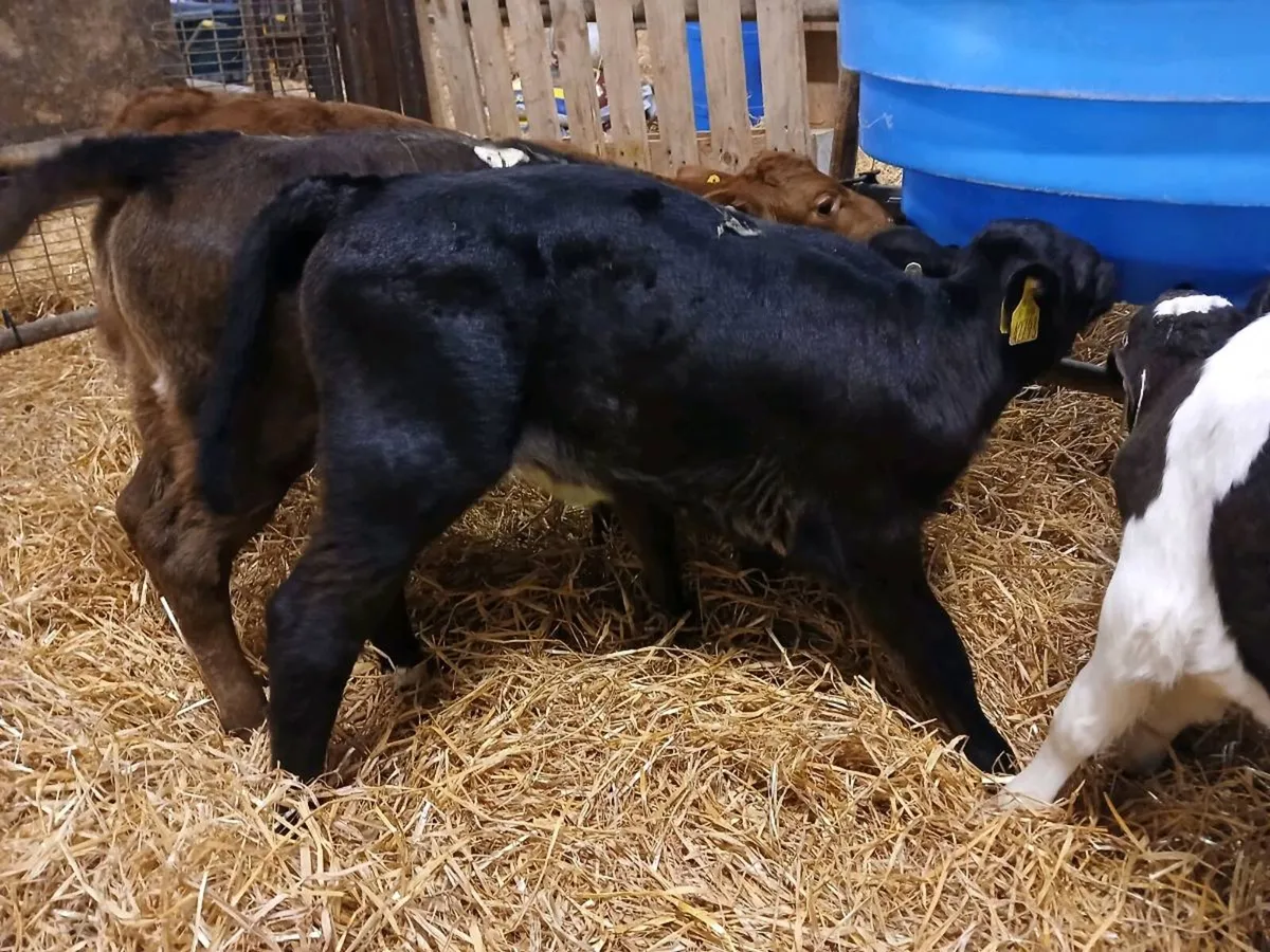 4 Lovely Heifer Calves - Image 3