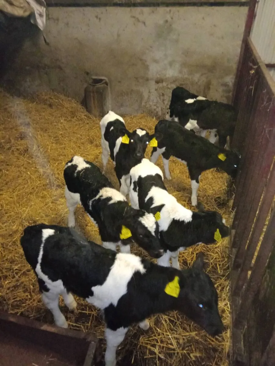 FR Bulls Angus/Hereford - Image 1