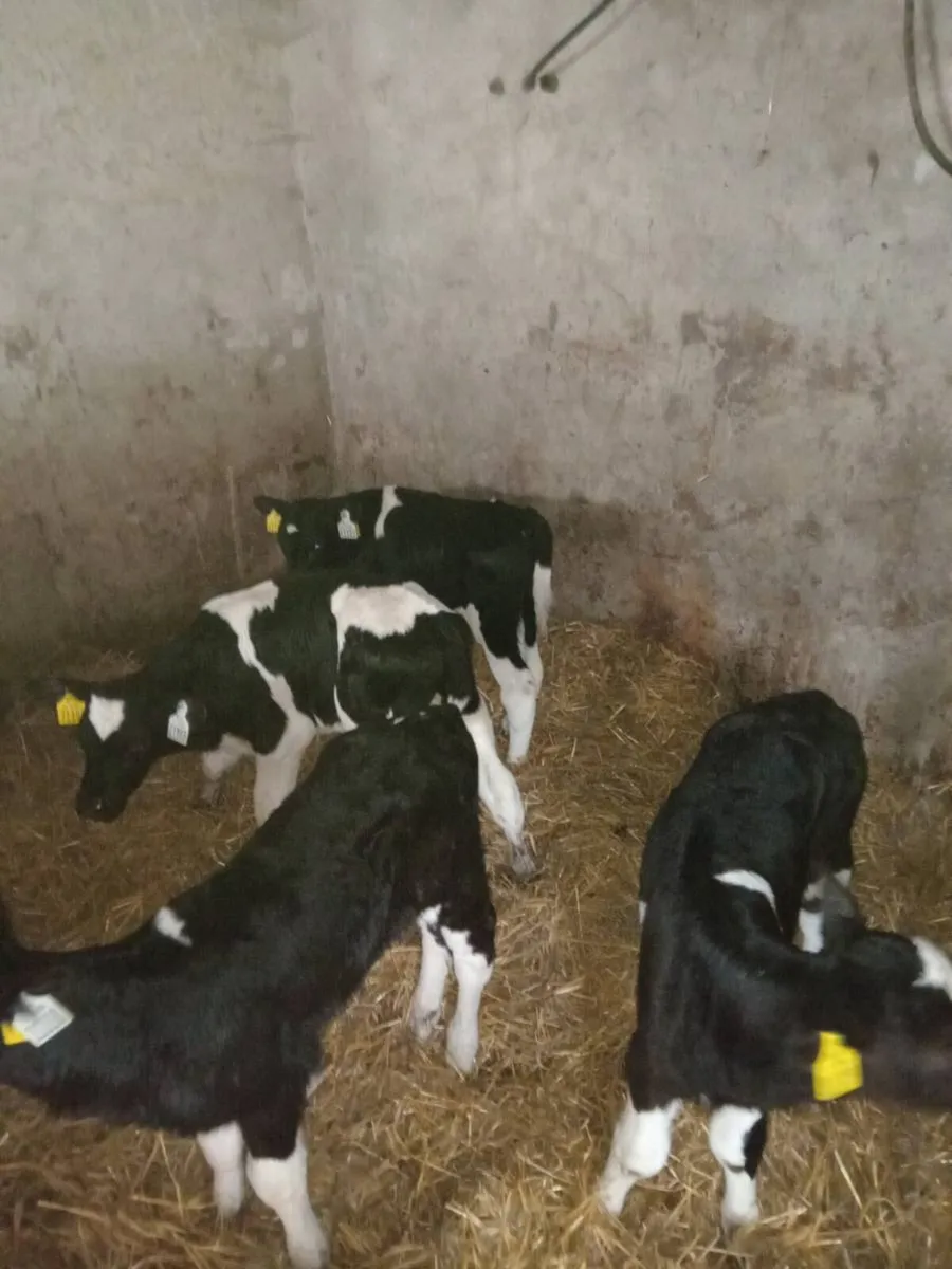 FR Bulls Angus/Hereford - Image 2