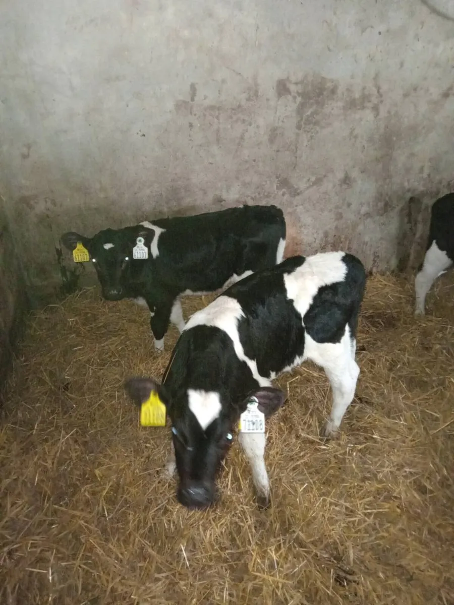 FR Bulls Angus/Hereford - Image 3