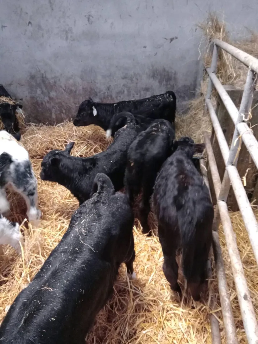 FR Bulls Angus/Hereford - Image 4