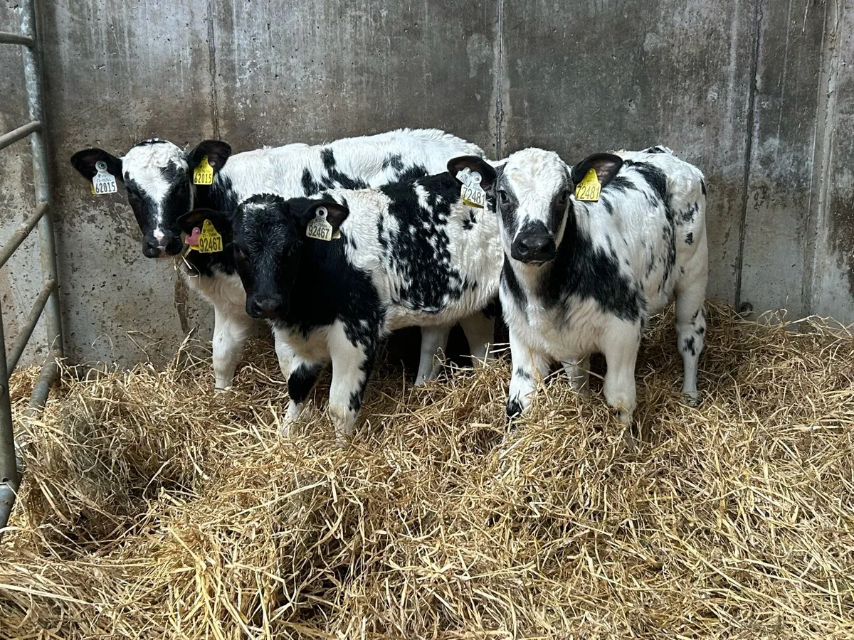 The Real Gear - Image 1