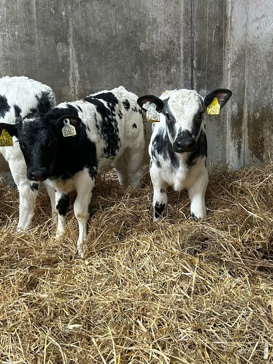 The Real Gear - Image 2