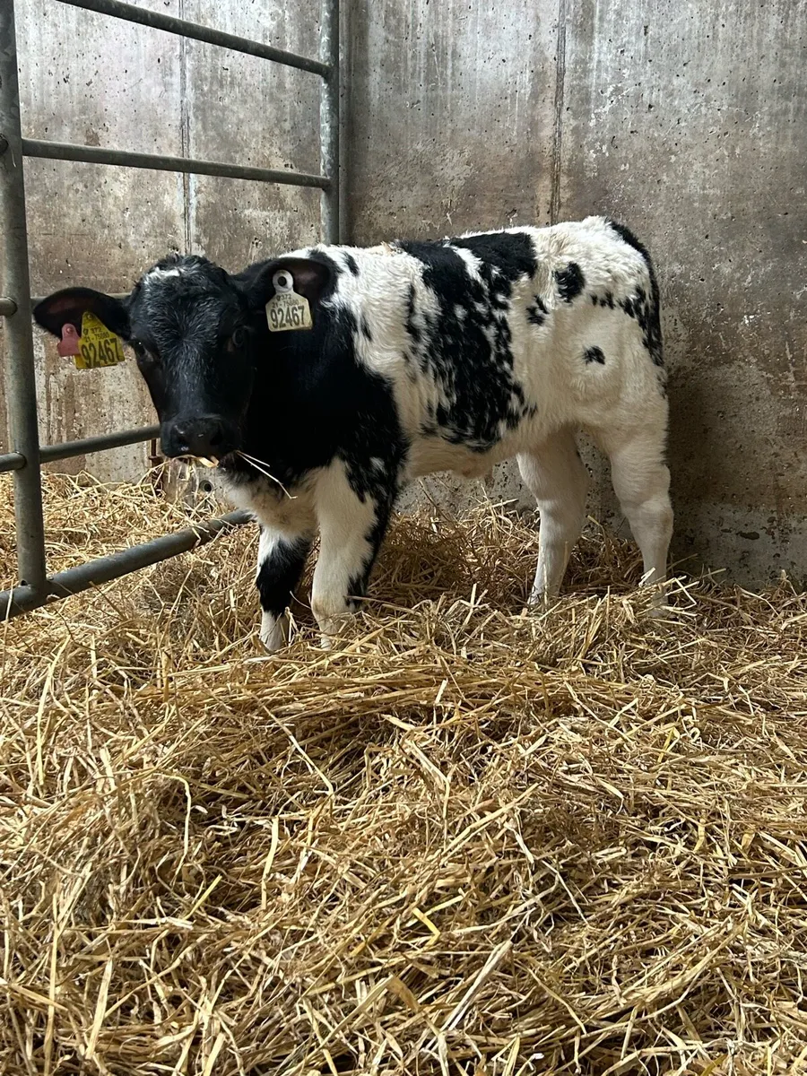 The Real Gear - Image 4