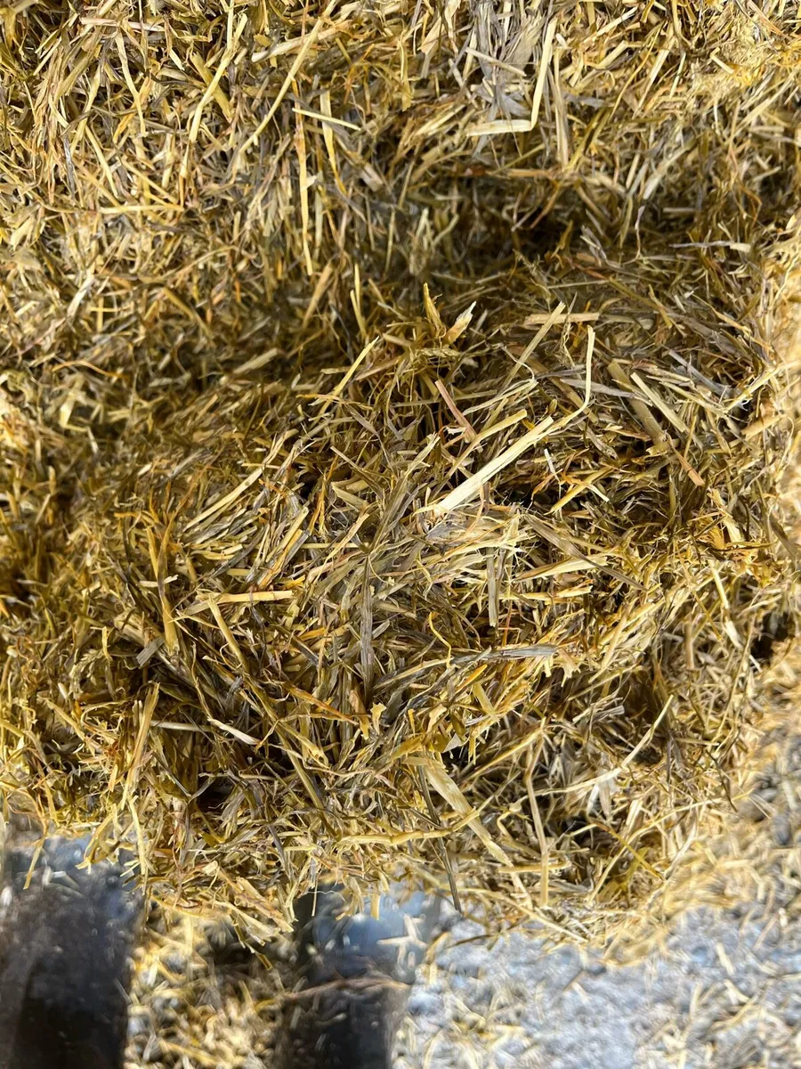Pit Silage - Image 3