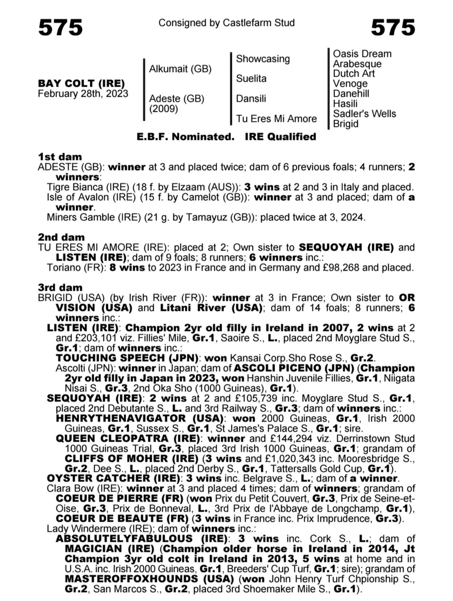 Group 1 pedigree Mare - Image 1