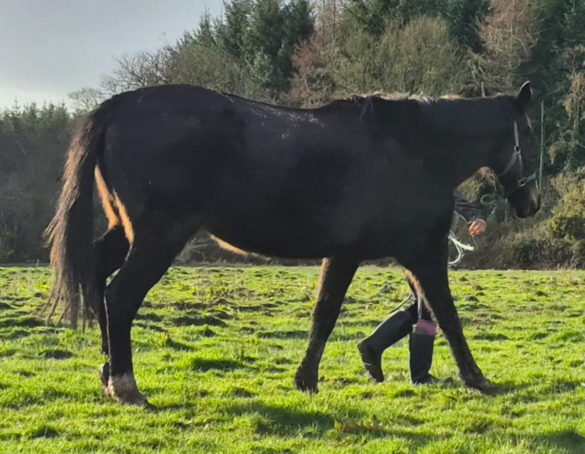 Group 1 pedigree Mare - Image 3