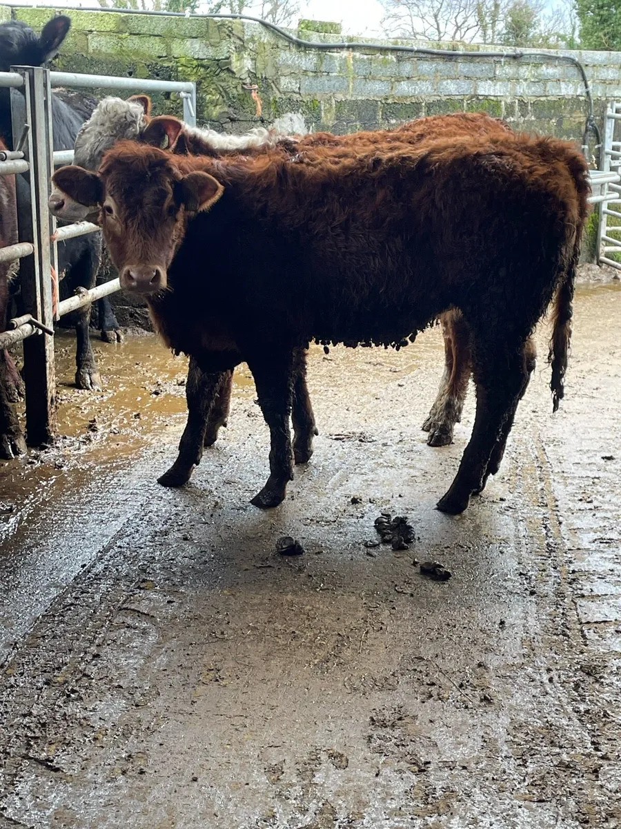 2 super limousine heifer weanlings cow makers - Image 2