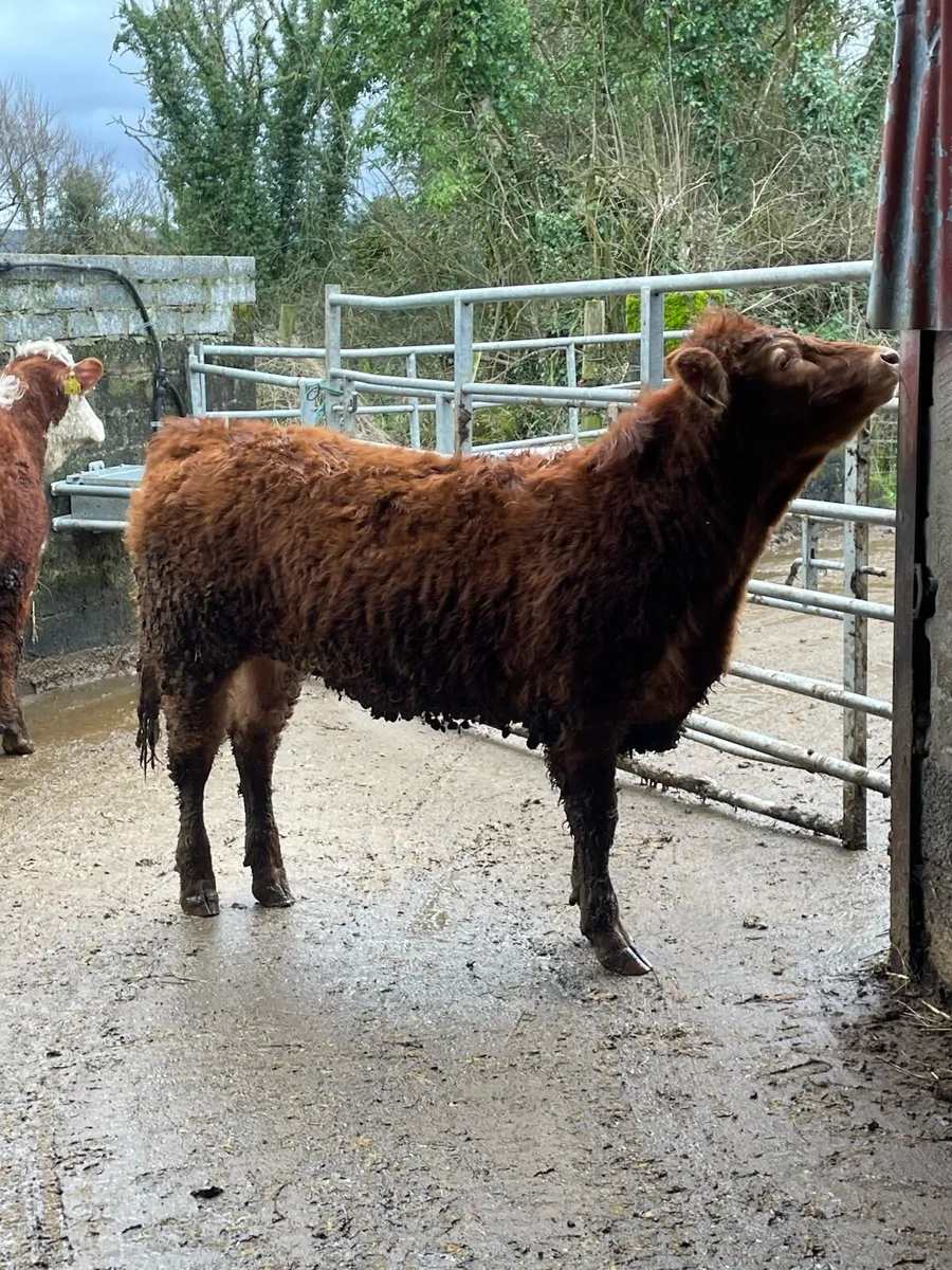 2 super limousine heifer weanlings cow makers - Image 3