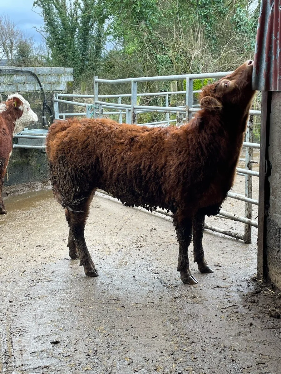 2 super limousine heifer weanlings cow makers - Image 4