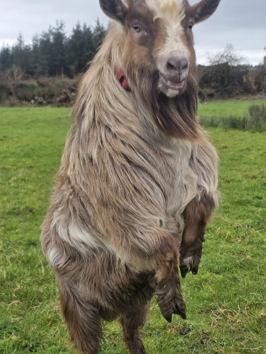 Make pygmy goat - Image 2