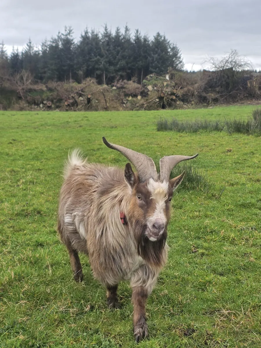 Make pygmy goat - Image 1