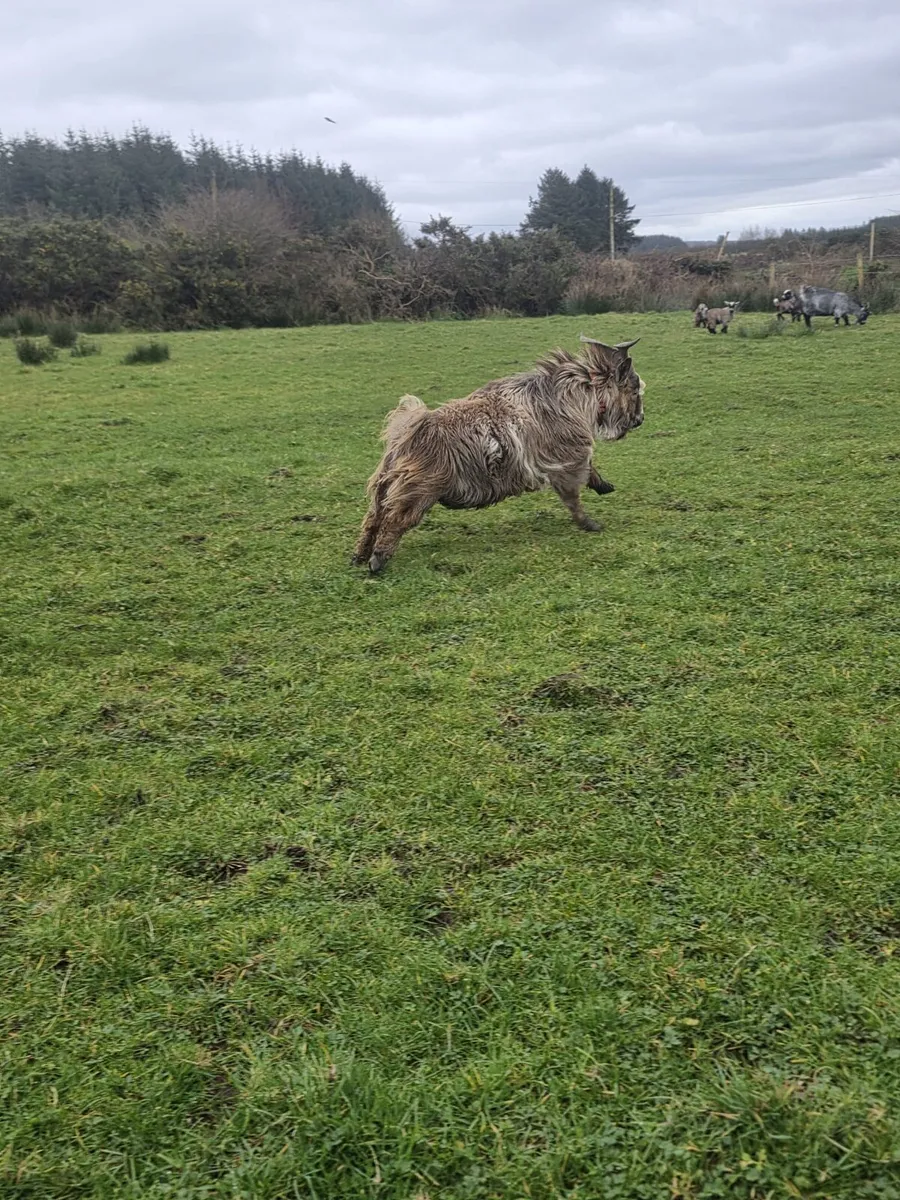 Make pygmy goat - Image 3