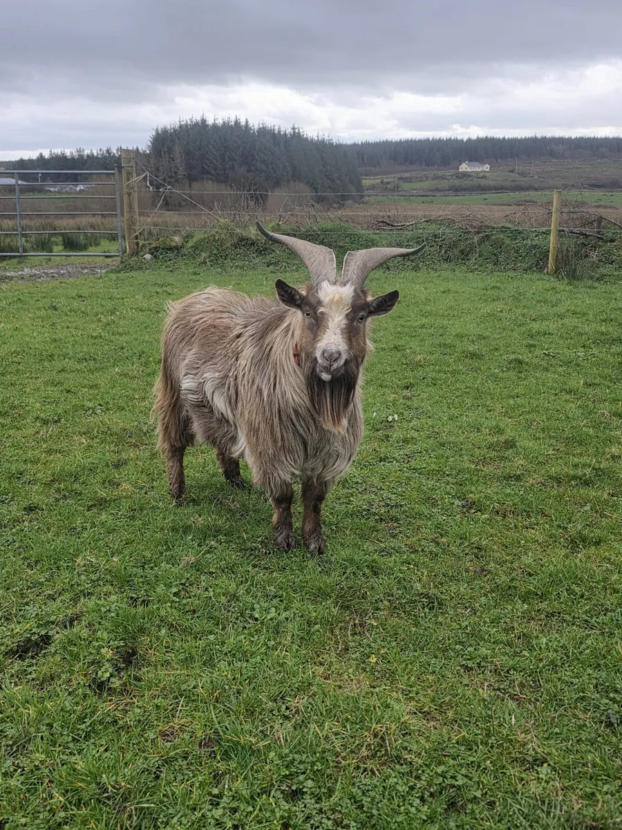 Make pygmy goat - Image 4