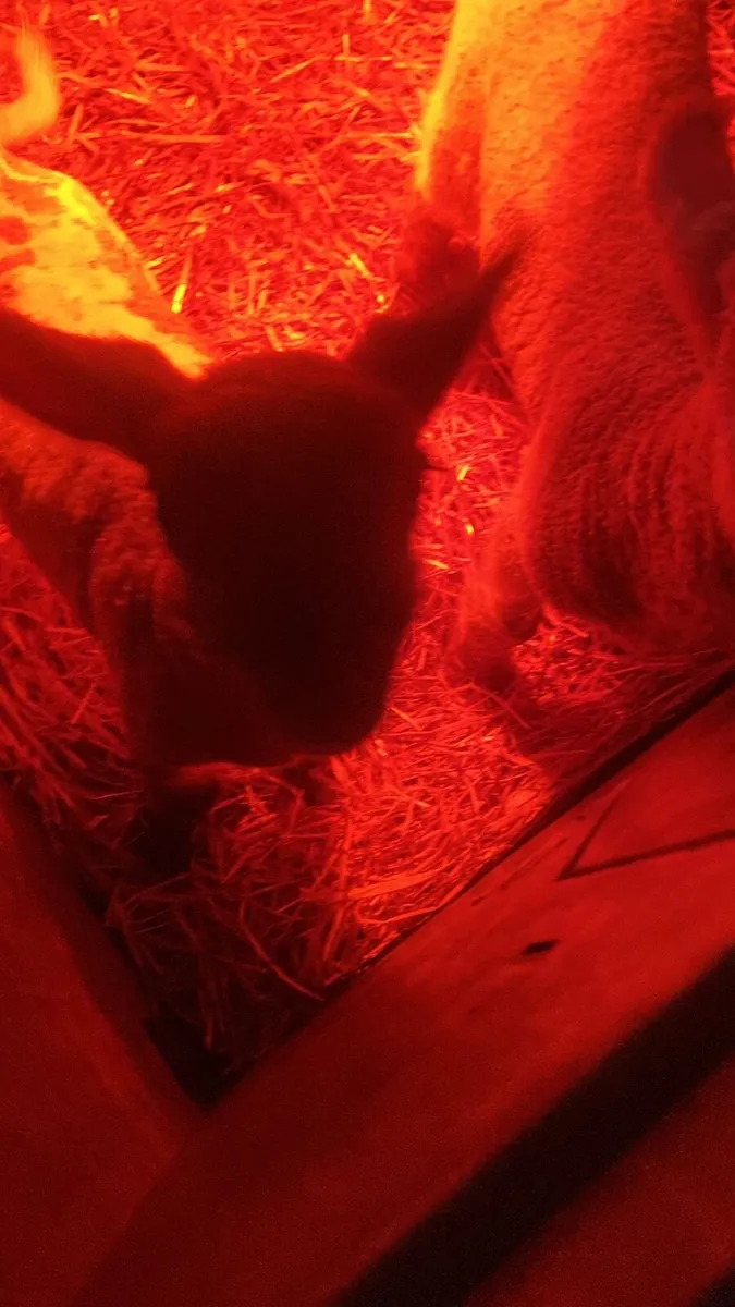Pet Lambs - Image 3