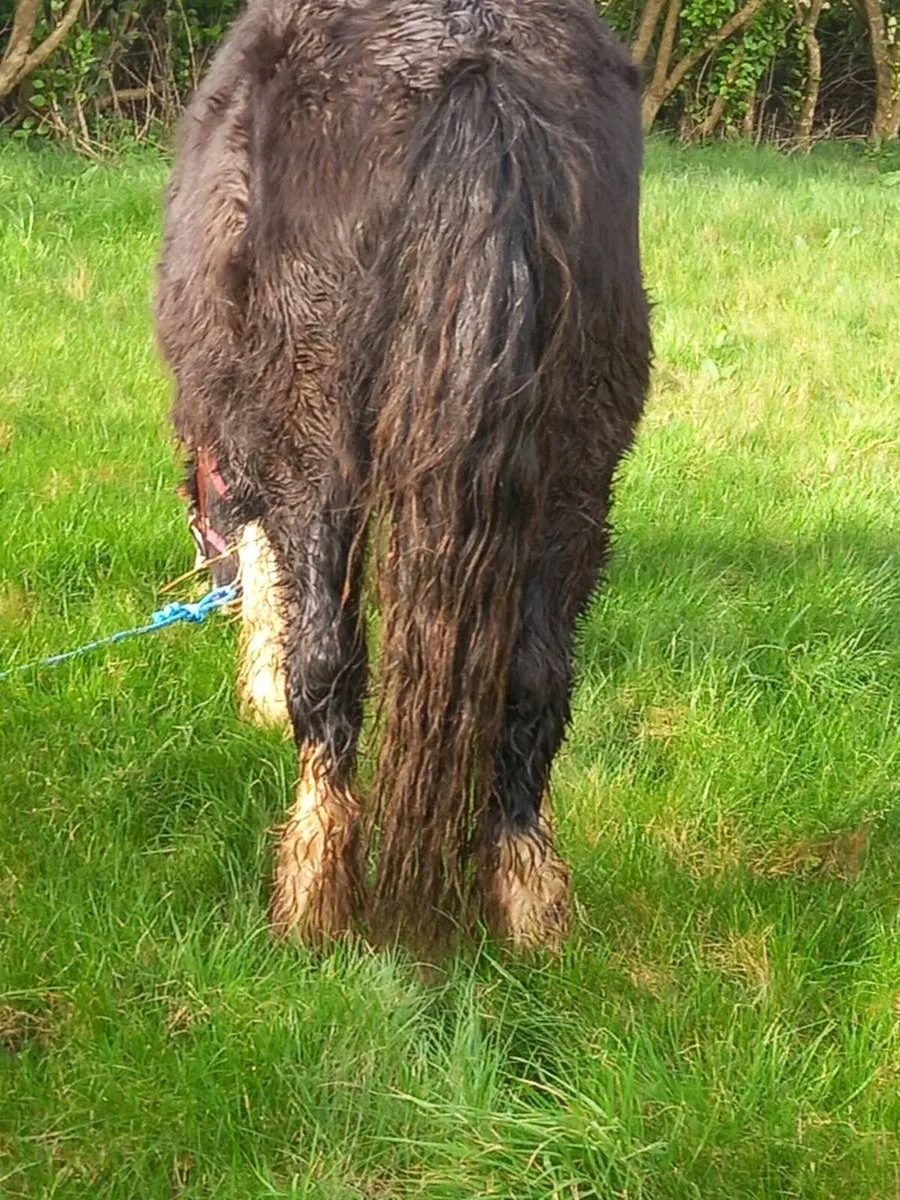 2yo gelding   14.1hh at present to make 15.1 - Image 3