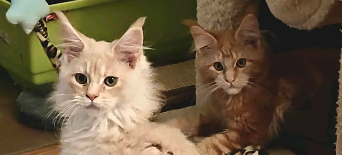 Maine Coon kittens GCCFI registered - Image 1