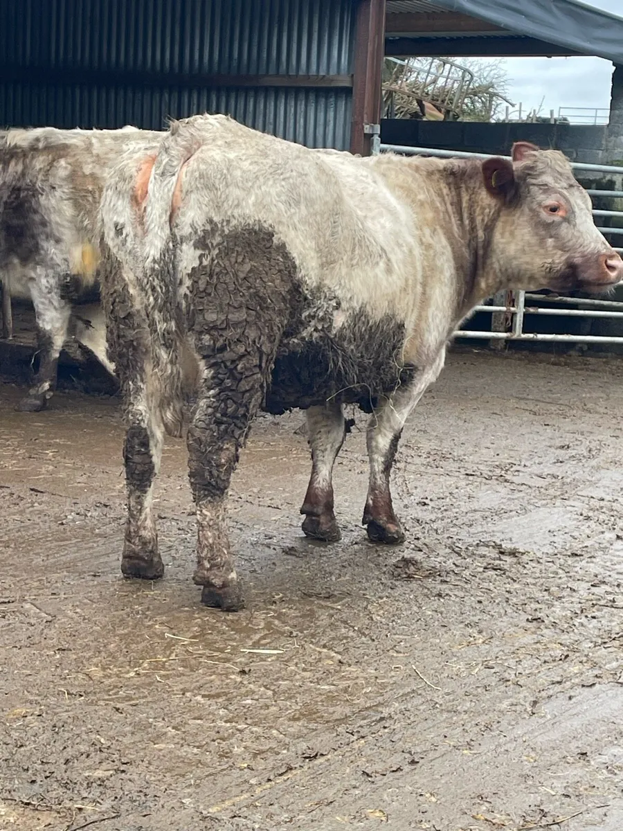 2shorthorn incalf cows Incalf to purebred limousin - Image 4