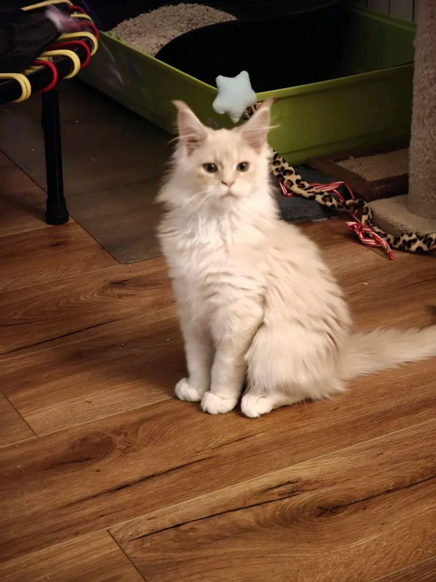 Maine Coon kittens GCCFI registered - Image 2