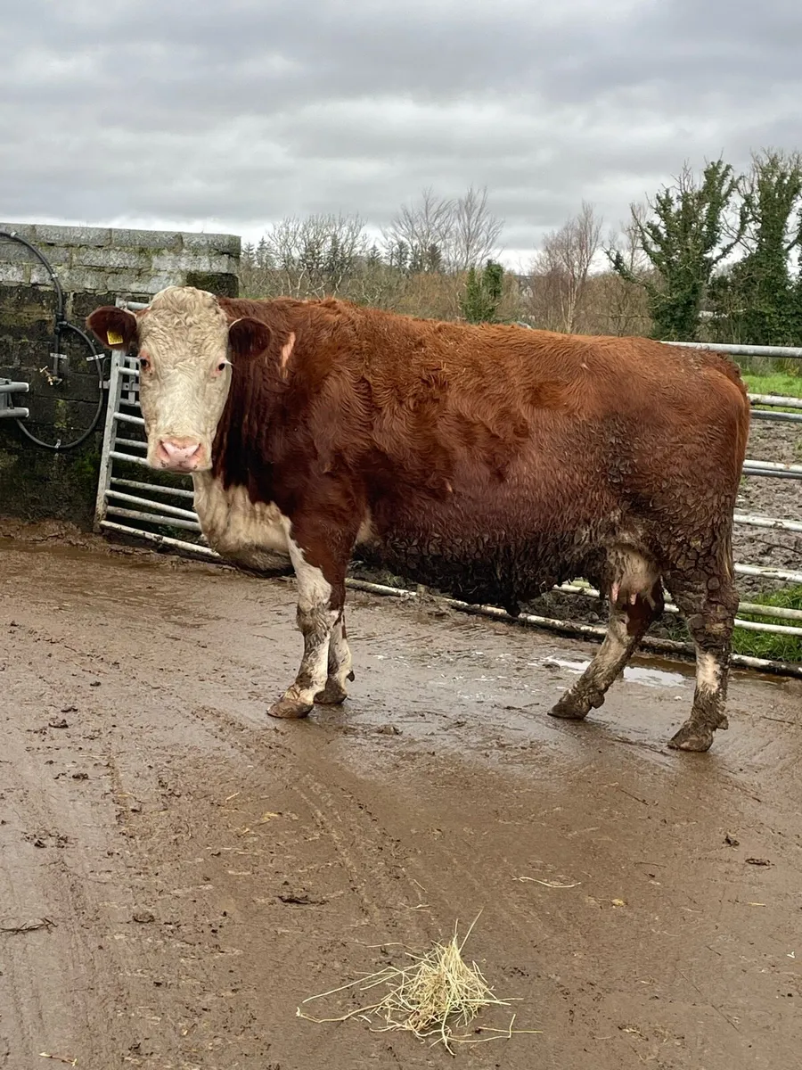 Herford Incalf cow Incalf to purebred charlois - Image 1