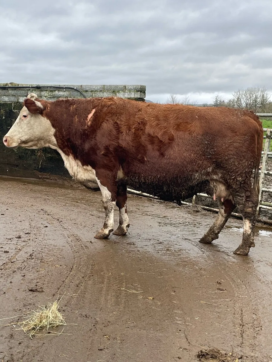 Herford Incalf cow Incalf to purebred charlois - Image 2