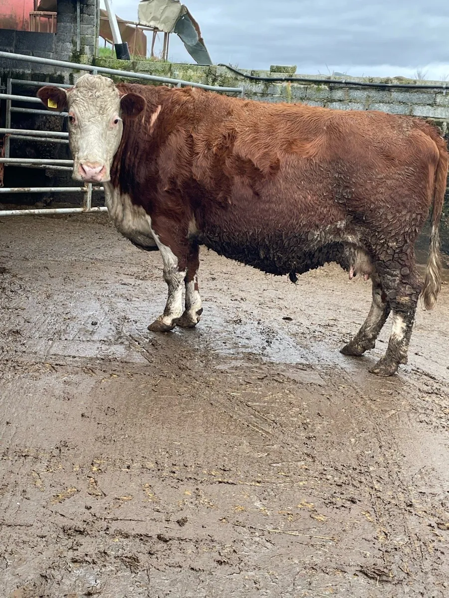 Herford Incalf cow Incalf to purebred charlois - Image 3