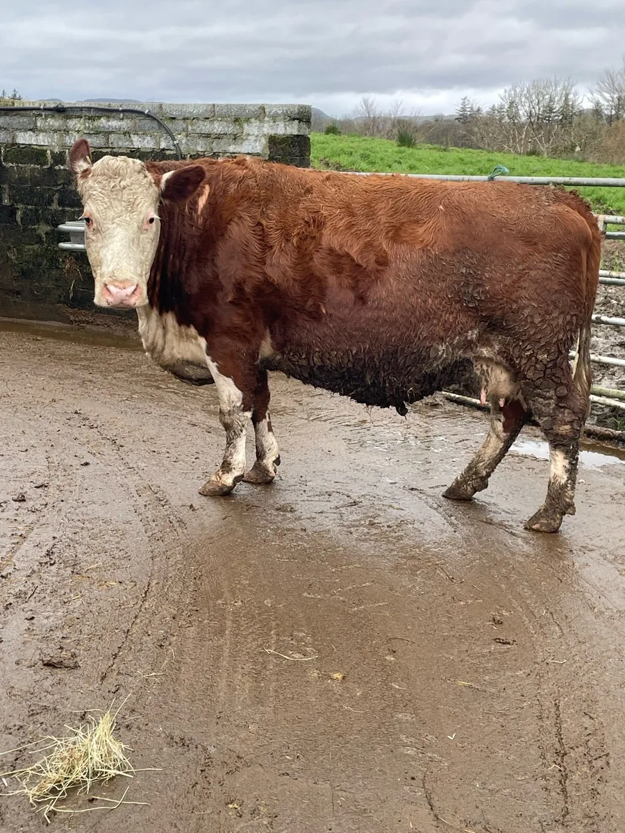 Herford Incalf cow Incalf to purebred charlois - Image 4