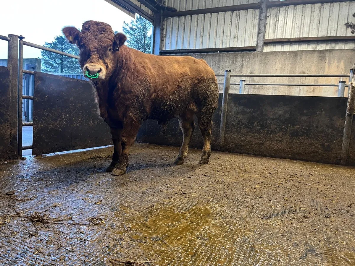 Limousine Bull - Image 3