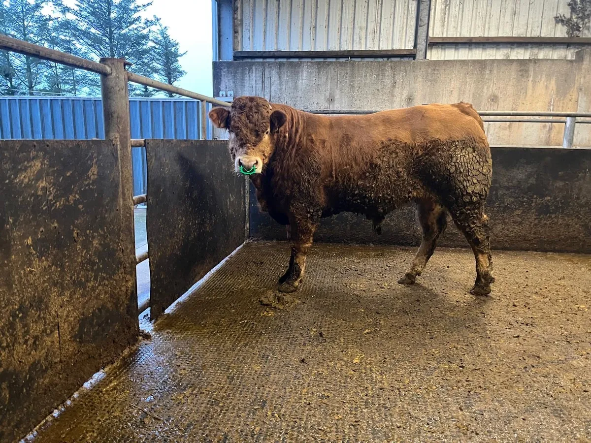 Limousine Bull - Image 1