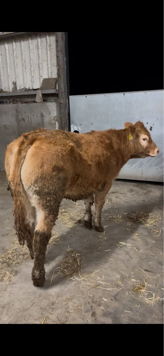 Pure bred Limousin heifers - Image 2