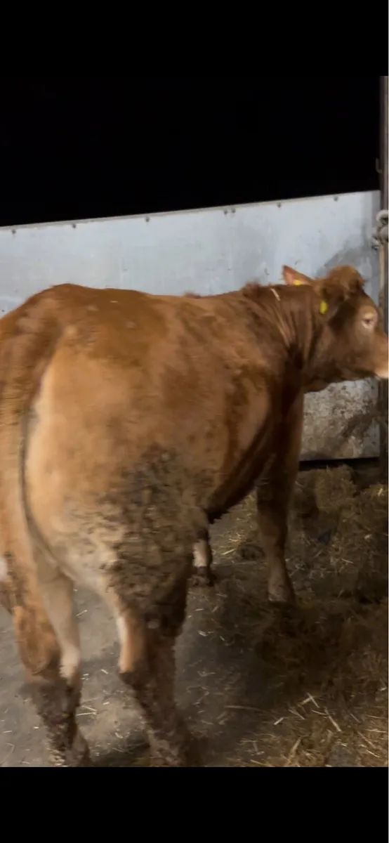 Pure bred Limousin heifers - Image 3