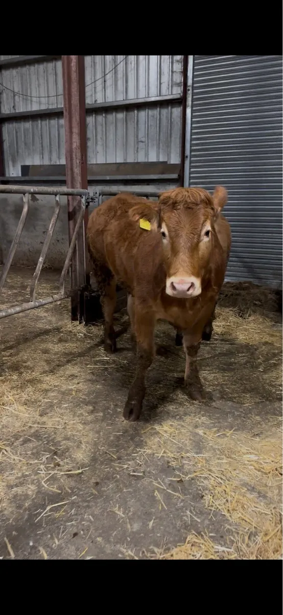 Pure bred Limousin heifers - Image 4