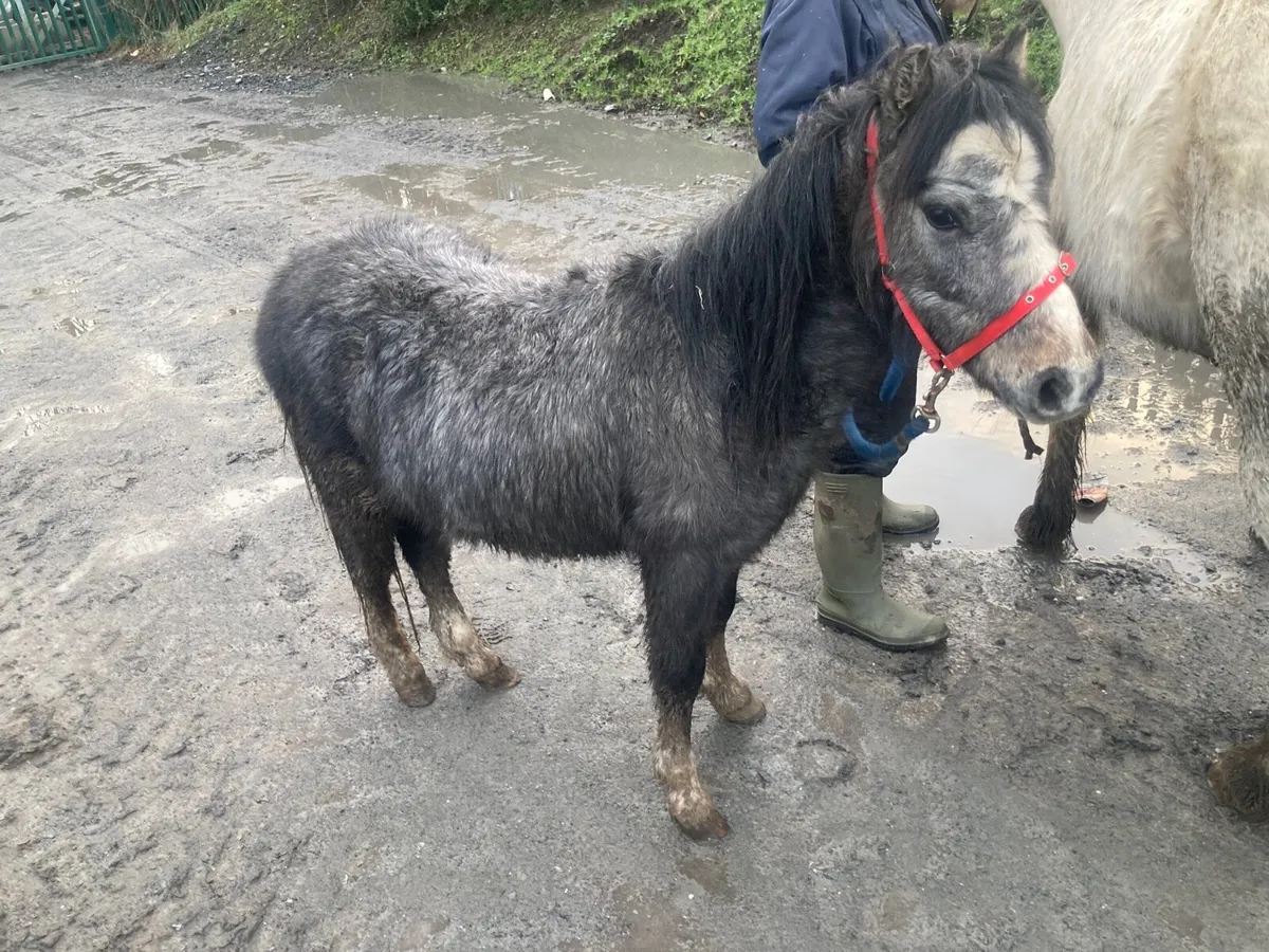 Blue and white Roan Pony 10hh - Image 1